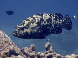 Click to View Marbled Grouper<br><span style='font-size:12px'><i>Wiki</i></span>